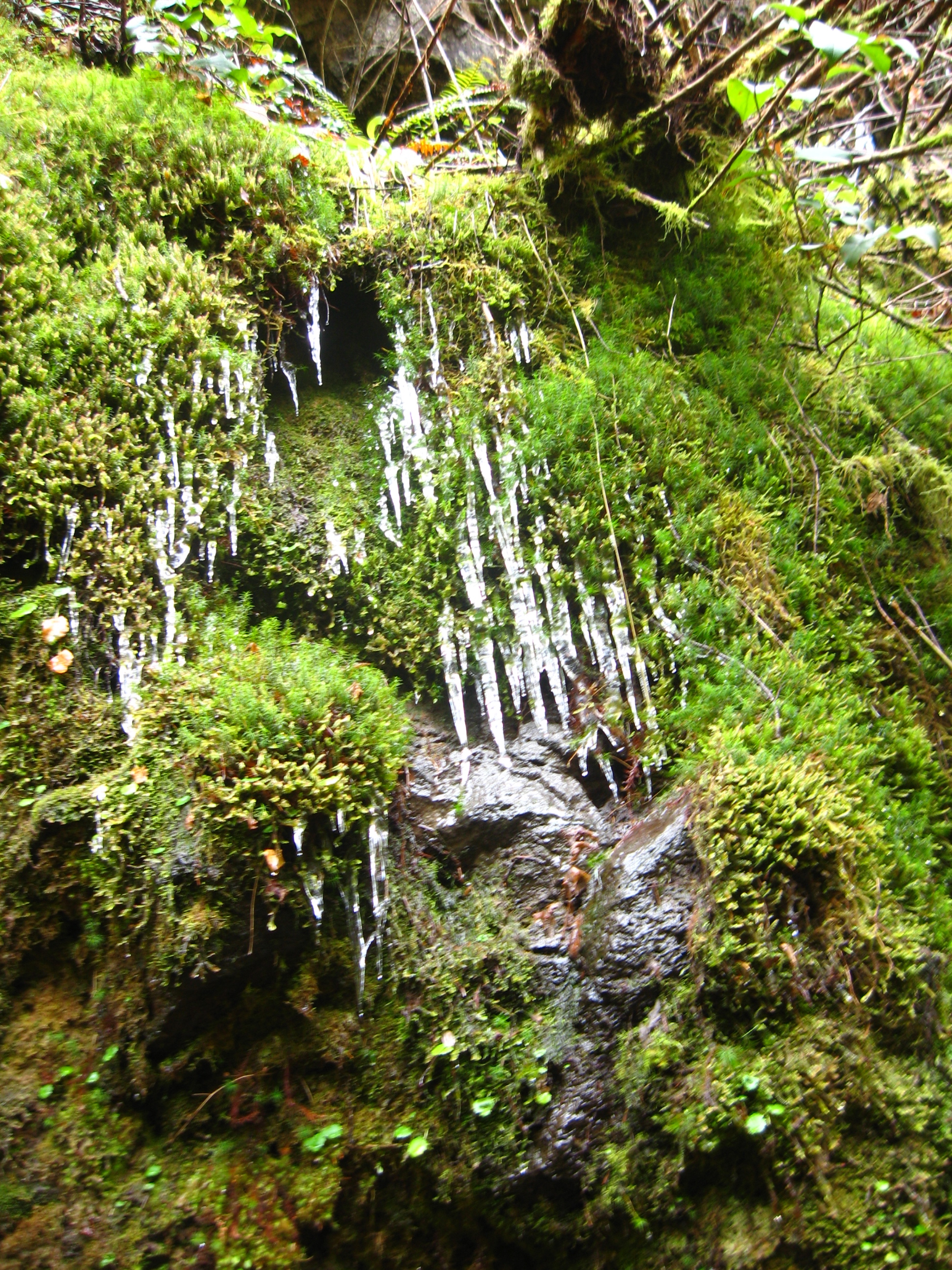 icicle moss