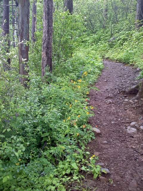 Wildflowers on Vista Point