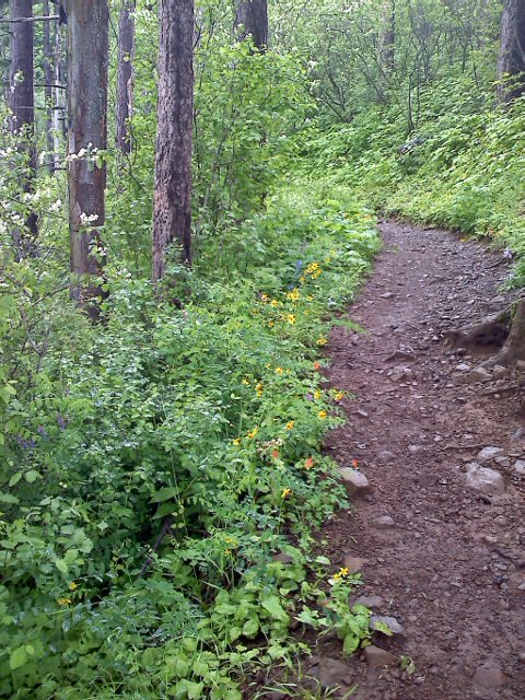 Wildflowers on Vista Point