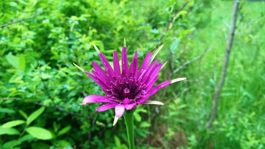 Photo from Oaks Bottom Loop