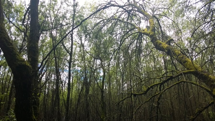 Photo from Oaks Bottom Loop