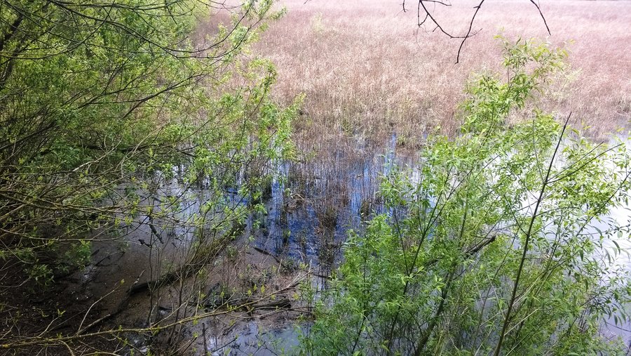 Photo from Oaks Bottom Loop