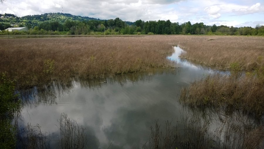 Photo from Oaks Bottom Loop