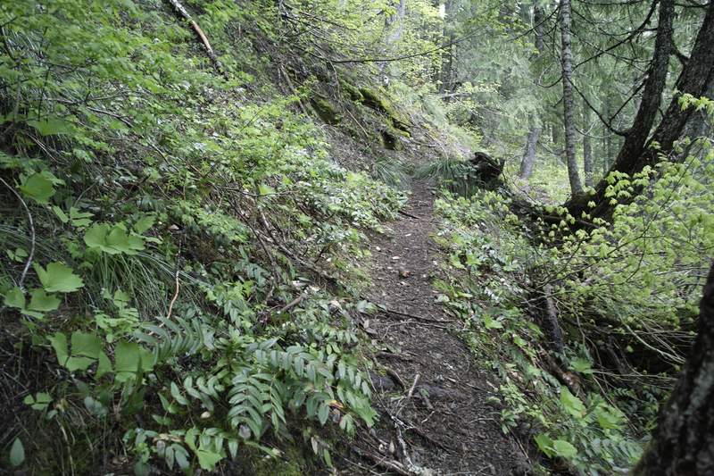 A wider section of the narrow trail...