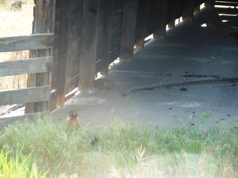 Photo from Horse-thief Butte