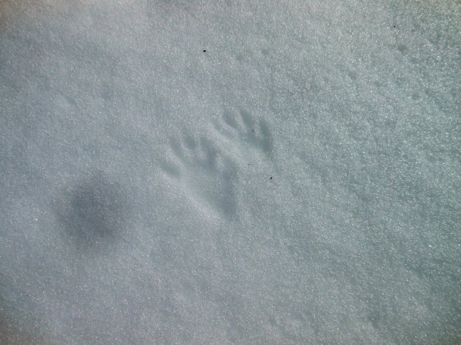 Photo from Ski Bowl East to Summit Meadow Snowshoe