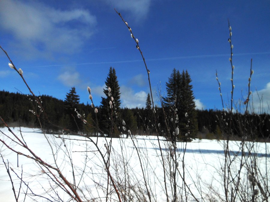 Photo from Ski Bowl East to Summit Meadow Snowshoe