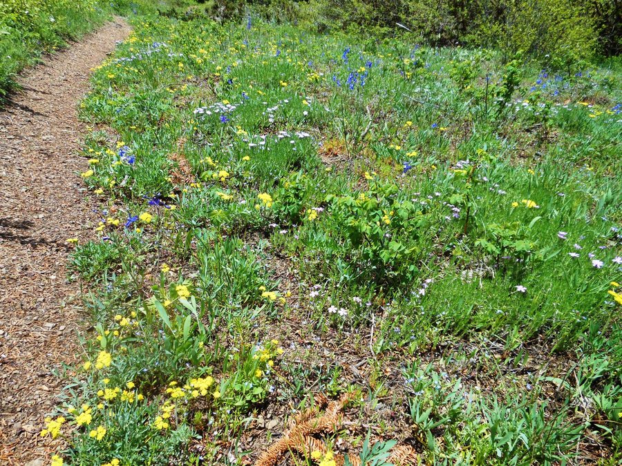 Photo from Picnic Hike to Grassy Knoll / Grassy Pass