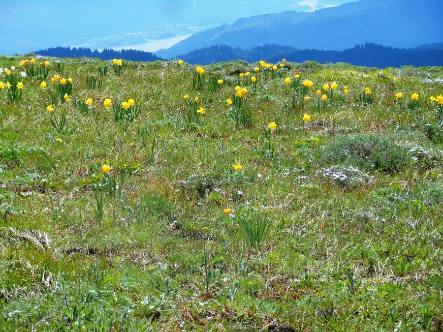 Photo from Picnic Hike to Grassy Knoll / Grassy Pass