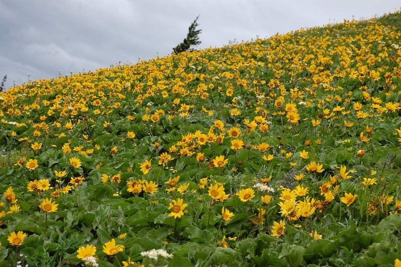 Flowers are still great but some begin to fade