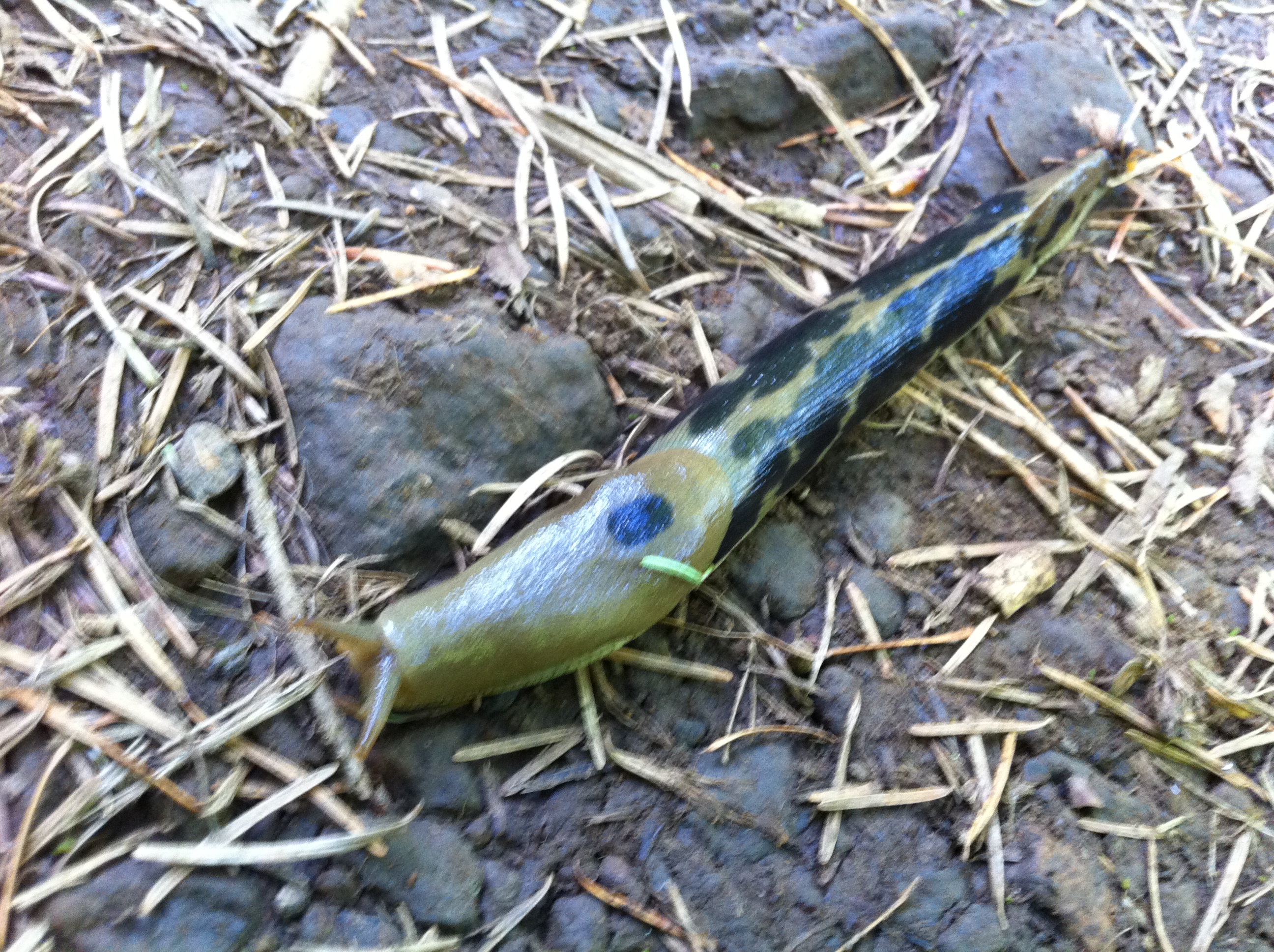 spotted slug