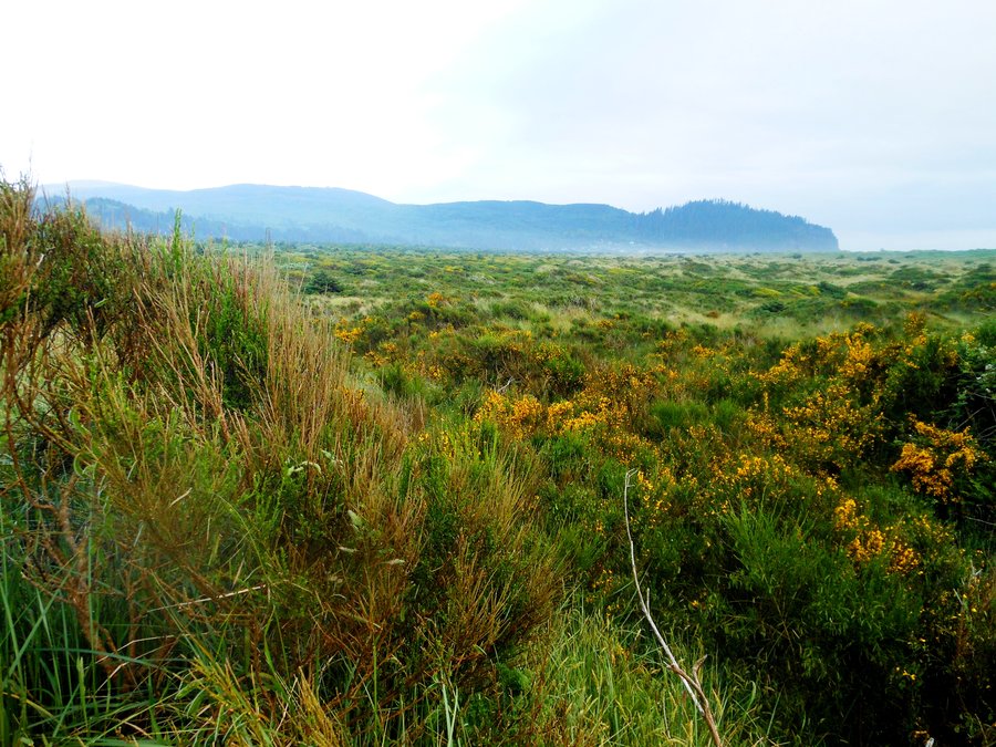 Photo from Bayocean Spit small Loop