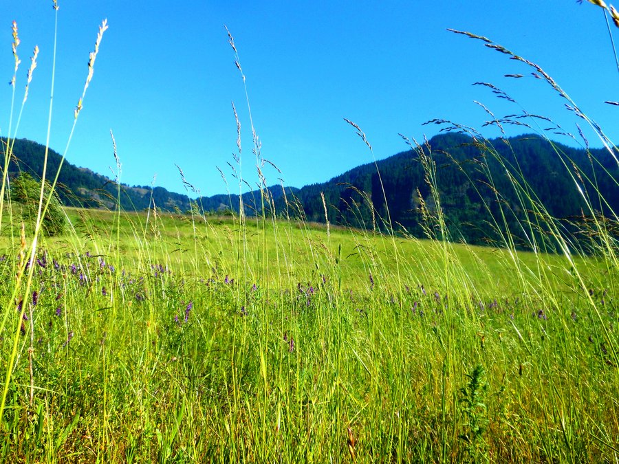 Photo from Strawberry Island Loop