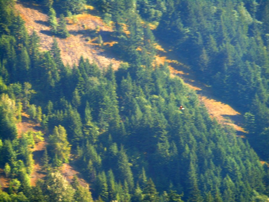 Photo from Strawberry Island Loop