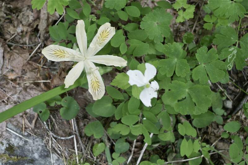 Cream colored iris.
