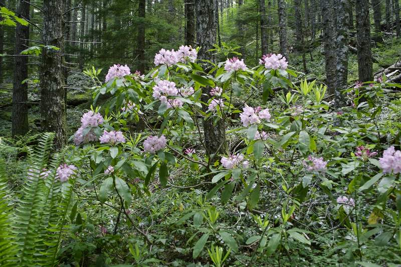 Lots of rhodies were out in bloom.