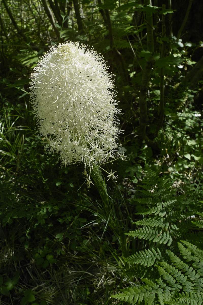 Also, lots of beargrass around 2500'.