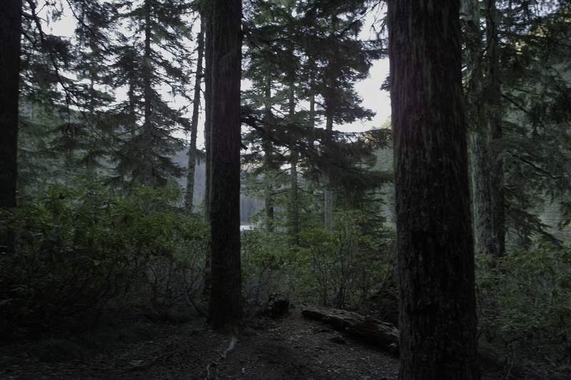 Many of the campsites have views obscured by rhodies.