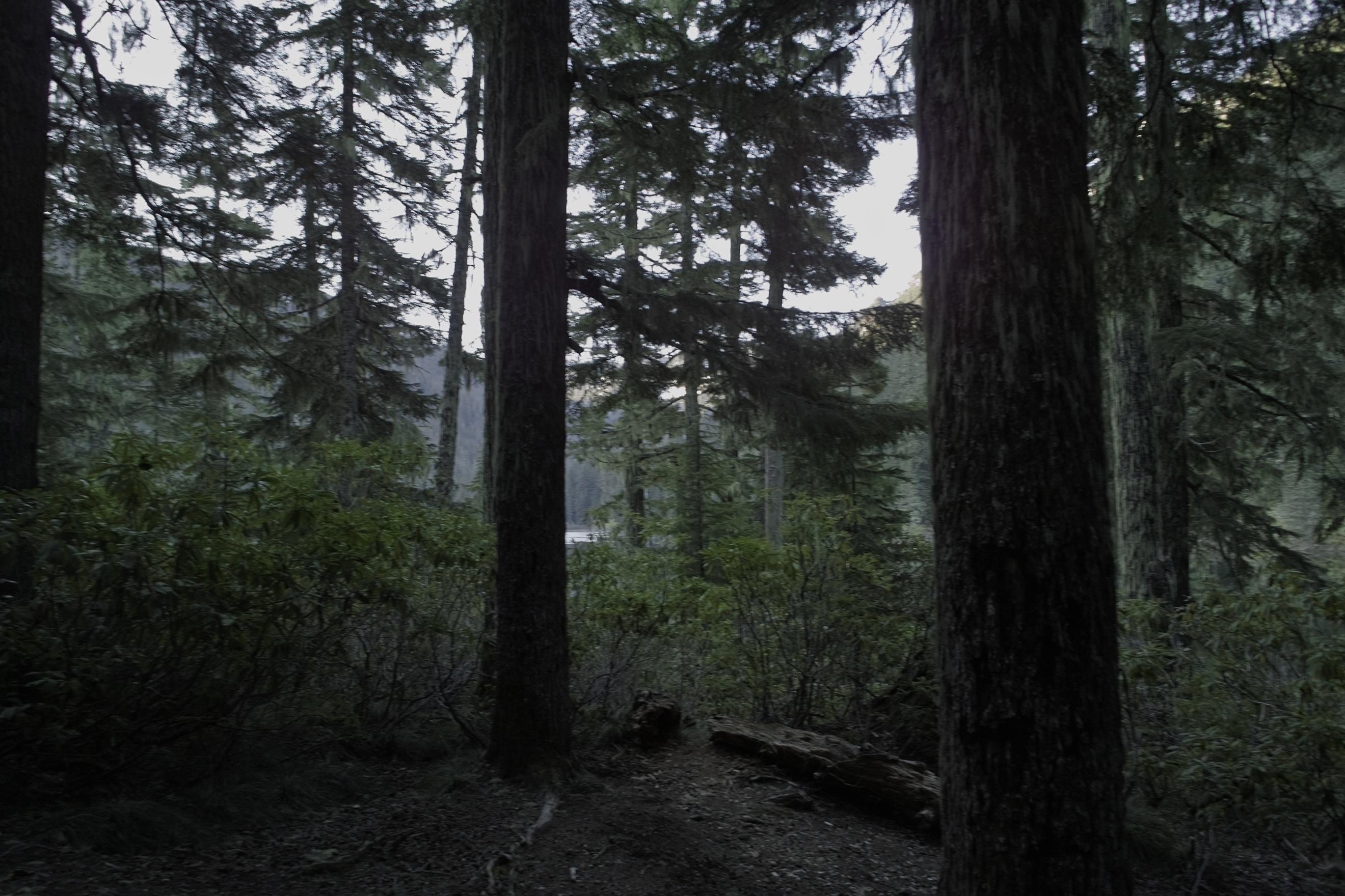 Many of the campsites have views obscured by rhodies.