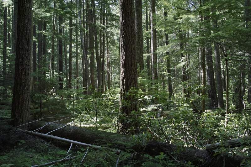 This really doesn't capture the idyllic qualities of the woods behind Breitenbush Hot Springs. Sweet area!