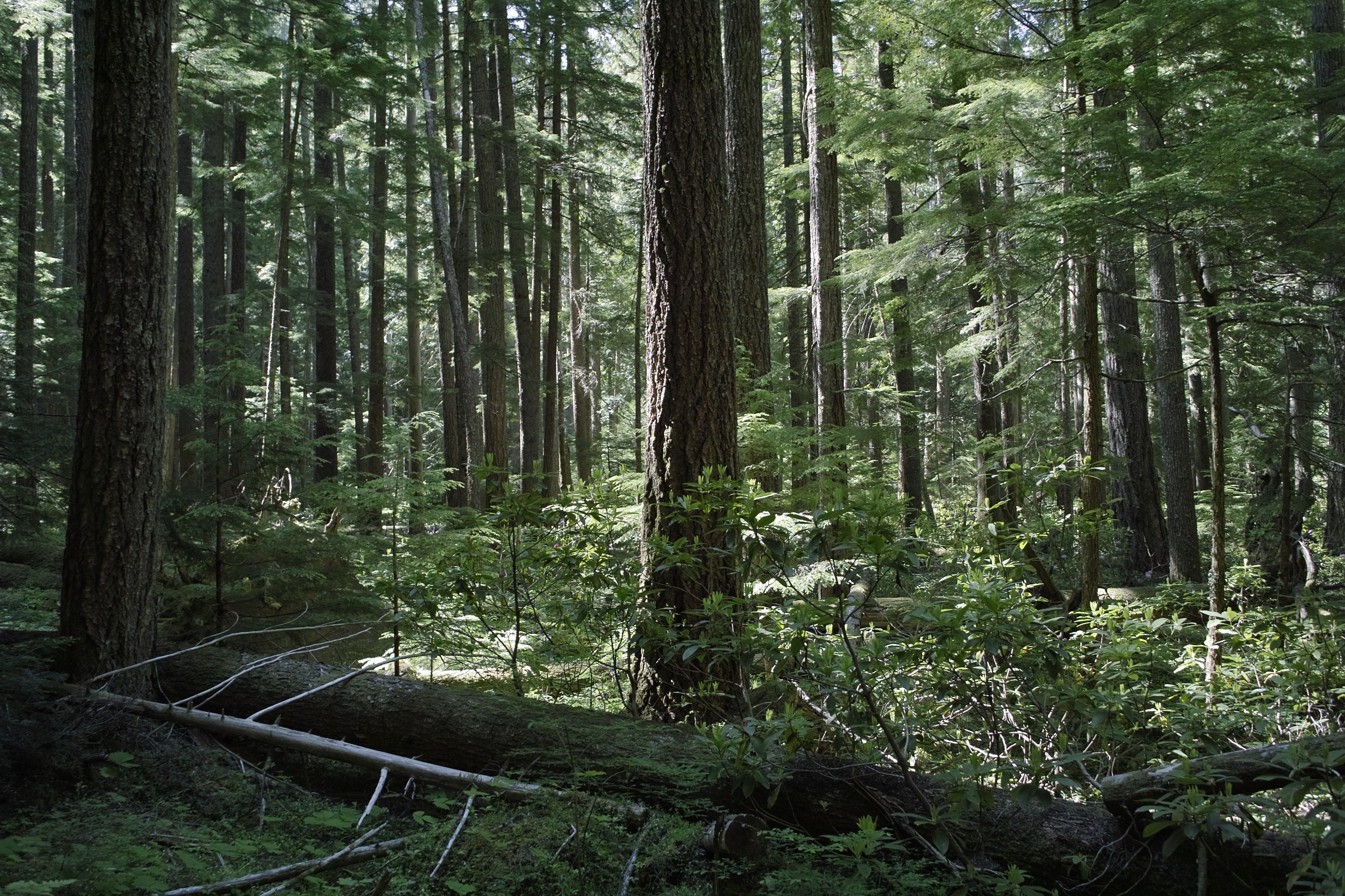 This really doesn't capture the idyllic qualities of the woods behind Breitenbush Hot Springs. Sweet area!