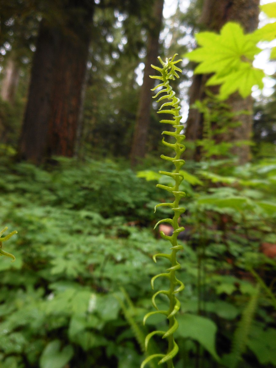 Photo from Sherrard Point / Franklin Ridge Loop (or, why gyms suck and hiking RAWKS!)
