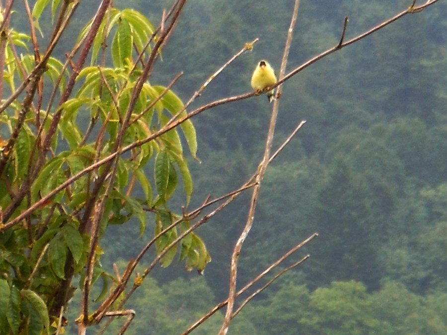 Photo from Steigerwald Nature Preserve