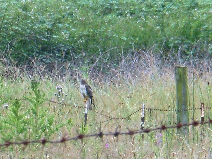 Photo from Steigerwald Nature Preserve