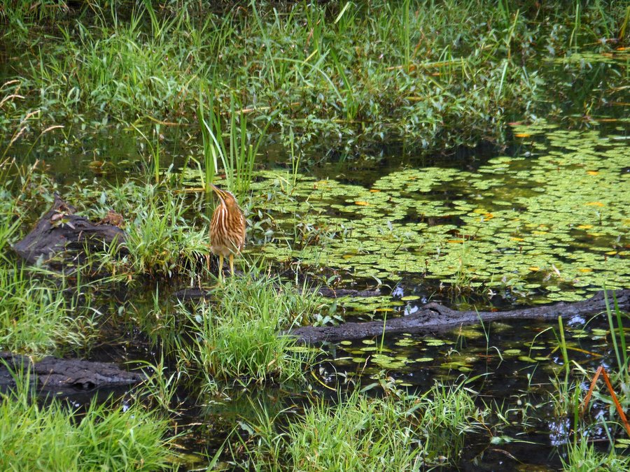 Photo from Steigerwald Nature Preserve