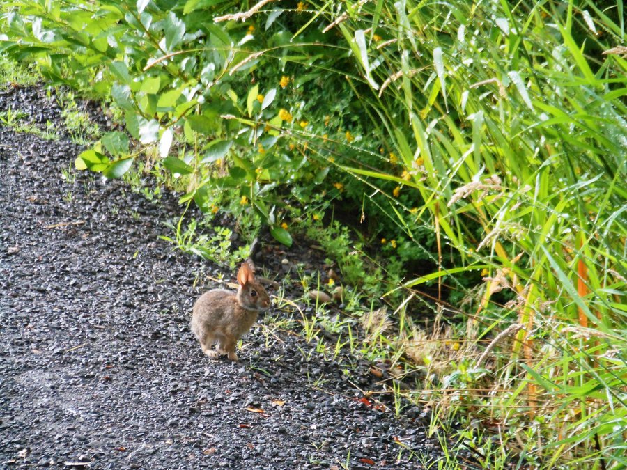 Photo from Steigerwald Nature Preserve