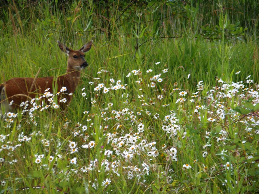 Photo from Steigerwald Nature Preserve