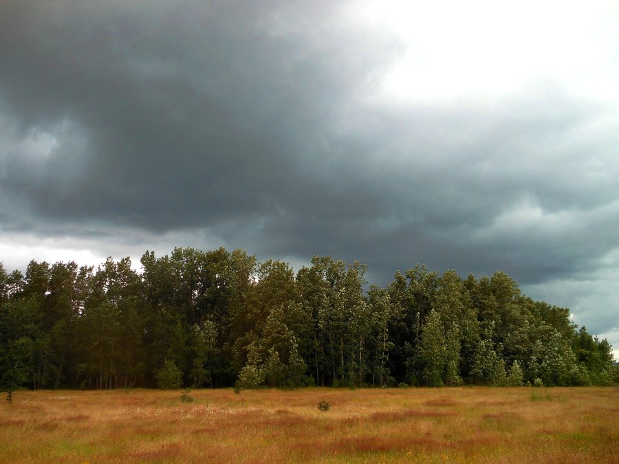 Photo from Sandy River Delta