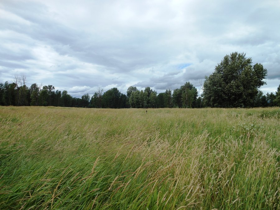 Photo from Sandy River Delta