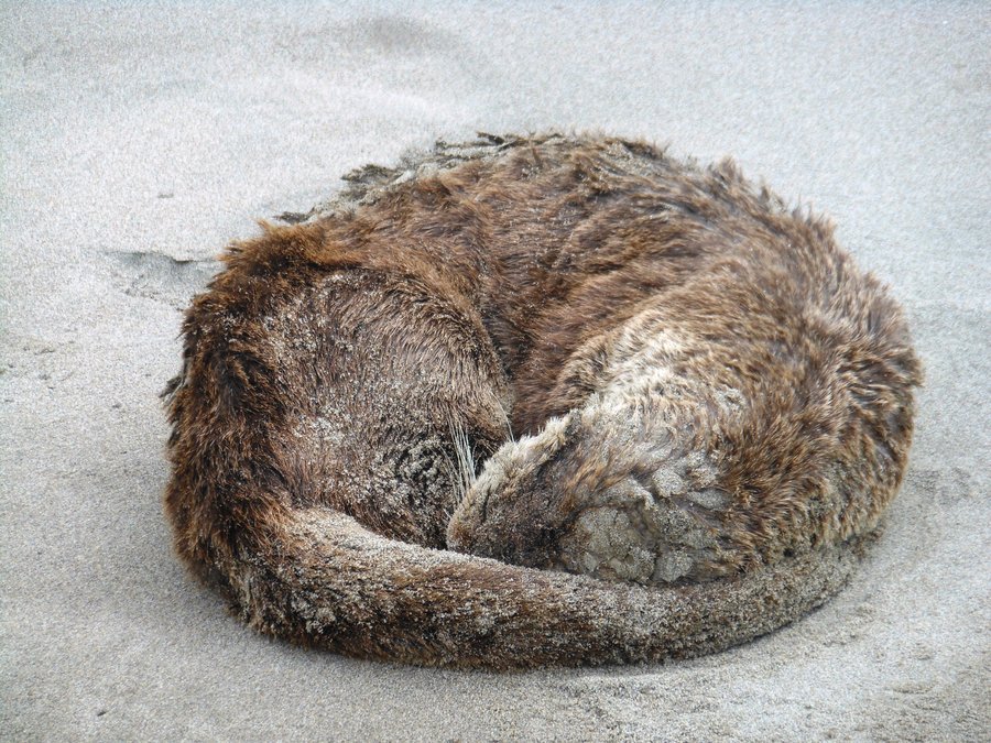 Photo from Leadbetter Point, Long Beach WA