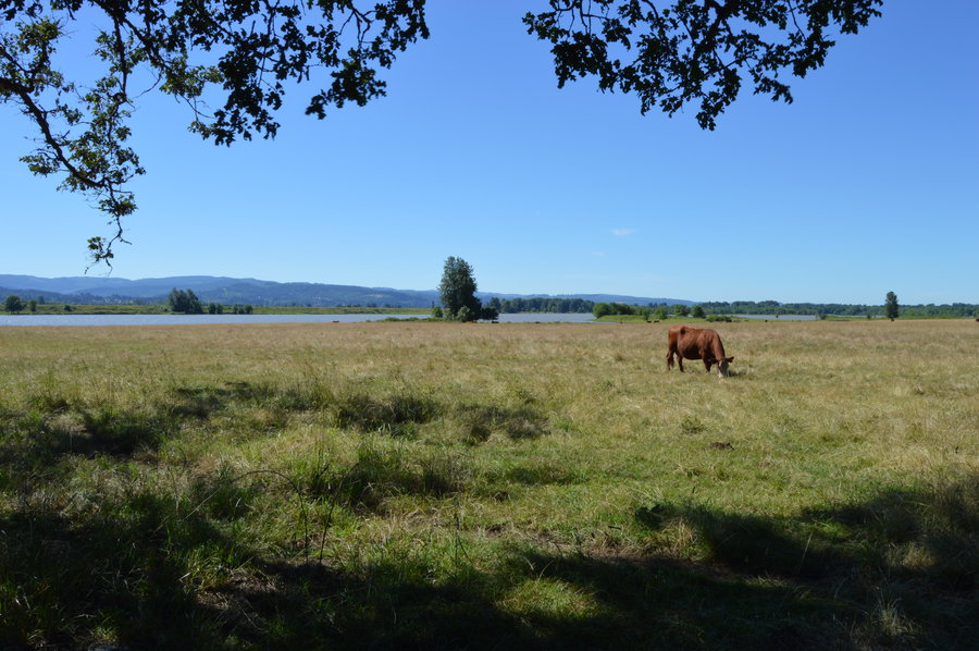 Photo from Oak Island Loop / Sauvie Island