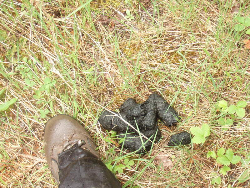 bear scat