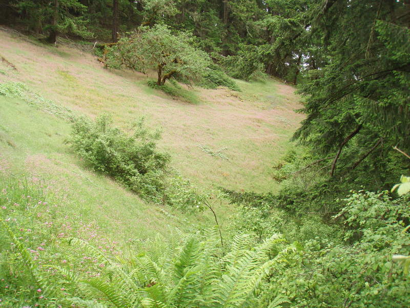 meadow covered in rosy plectritis