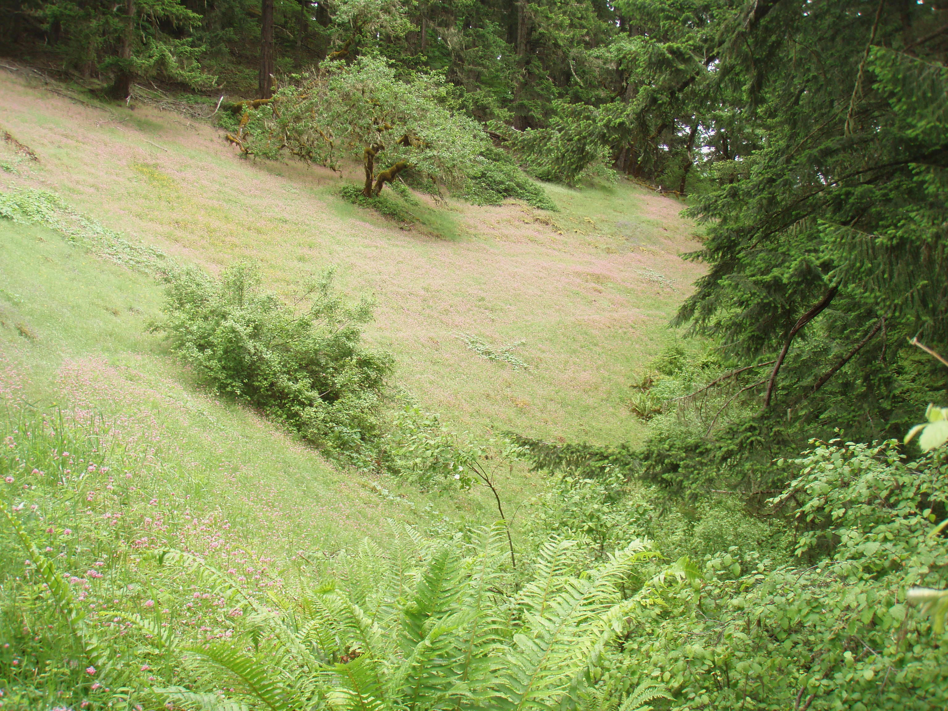 meadow covered in rosy plectritis
