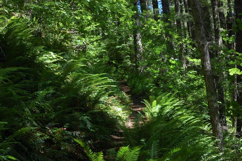 The trees are green, grass, vine maples, even the sunlight seemed green...