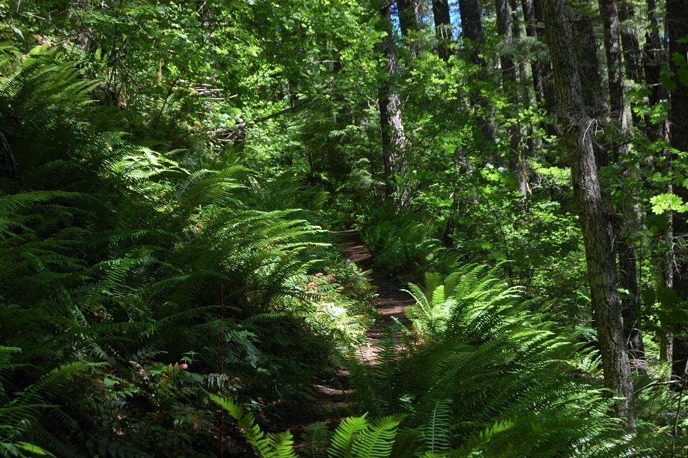 The trees are green, grass, vine maples, even the sunlight seemed green...
