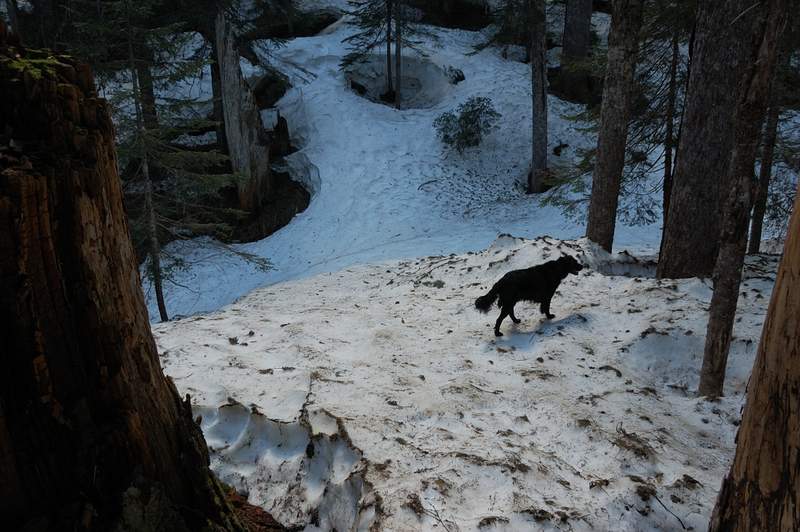A little further up, there was no trail at all. The tree wells were easy to avoid - trees are far from each other