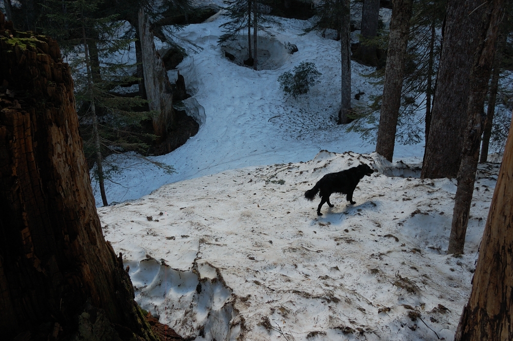 A little further up, there was no trail at all. The tree wells were easy to avoid - trees are far from each other