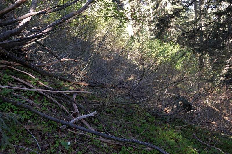 I made a mistake of leaving the canyon bottom too early. Higher up the snow has melted and hiking was any where as easy