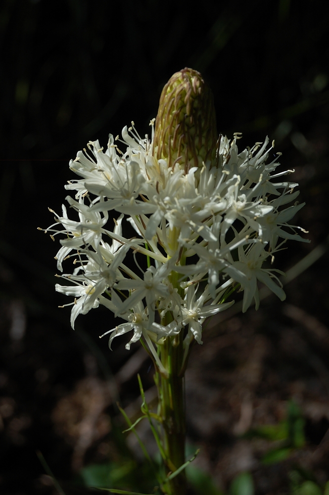 First beargrass