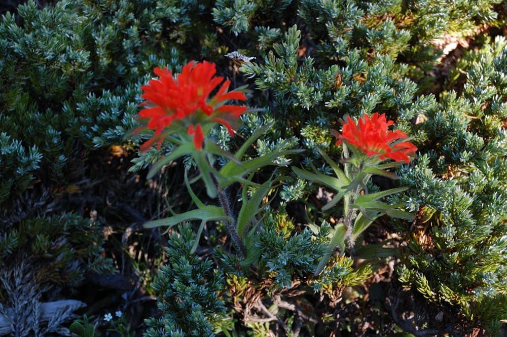 There were some paintbrush and phlox