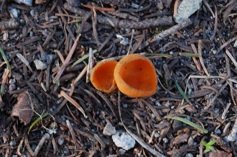 Shrooms