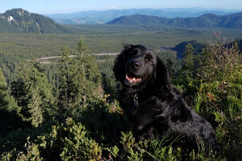 Summit picture!
