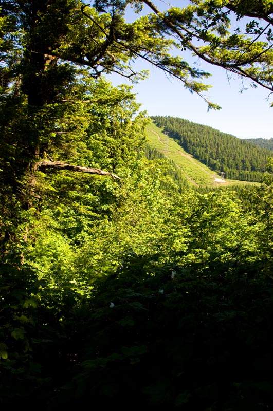 Powerline road up the hill to the first ridge, seen from the Augspurger trail junction on the NW side of Dog.