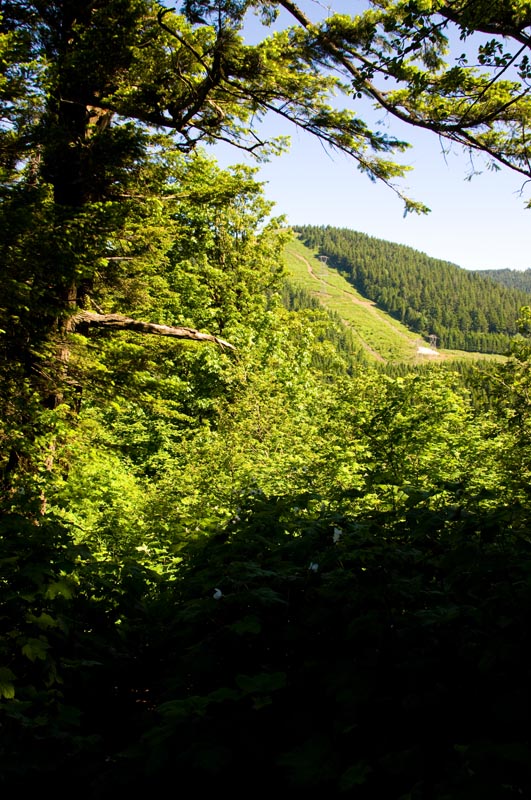 Powerline road up the hill to the first ridge, seen from the Augspurger trail junction on the NW side of Dog.