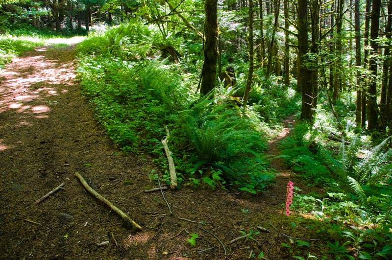 After the saddle, you go uphill a little and pop out onto this powerline road. Turn right and go uphill.